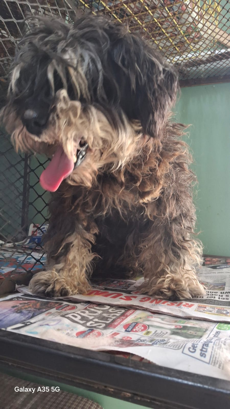 Before grooming